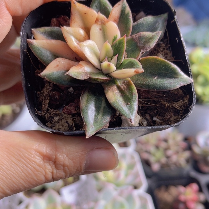 锦多肉福利多肉植物457麒麟座锦多肉植物