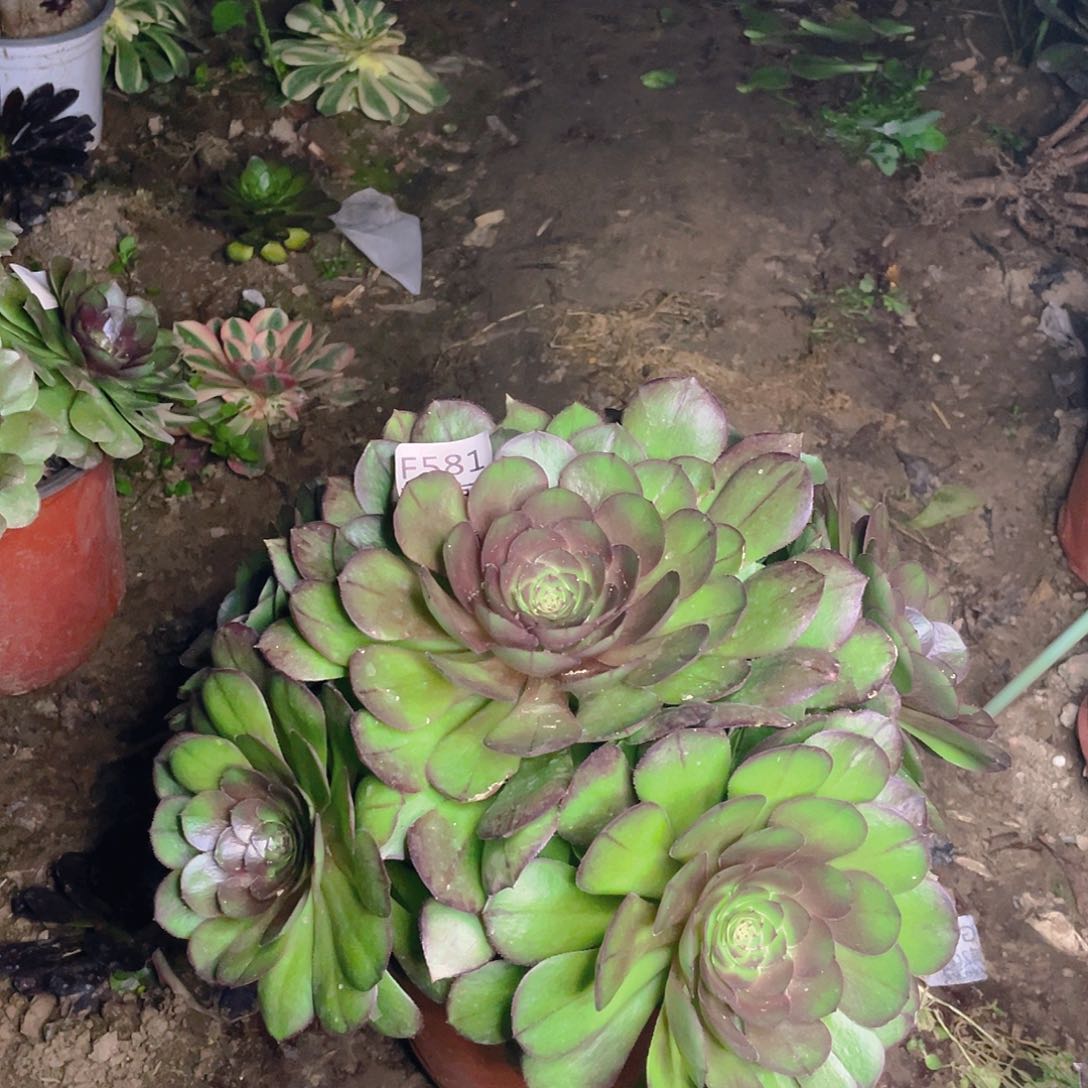 581万圣节拉丝多肉法师