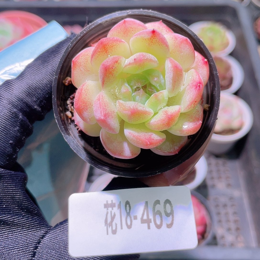 花利美18-469新品