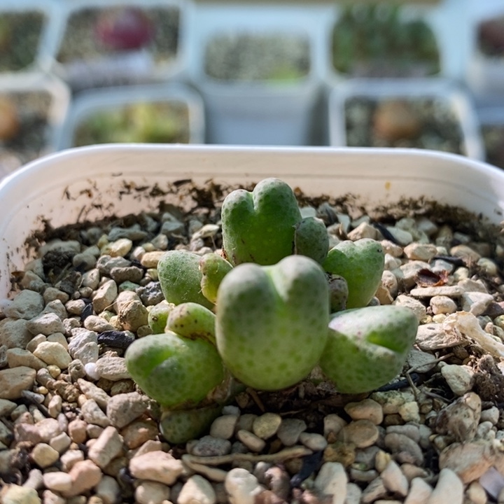 676斑马95d11111111111