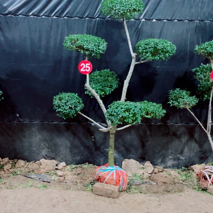 无花朵一物一拍一个一个