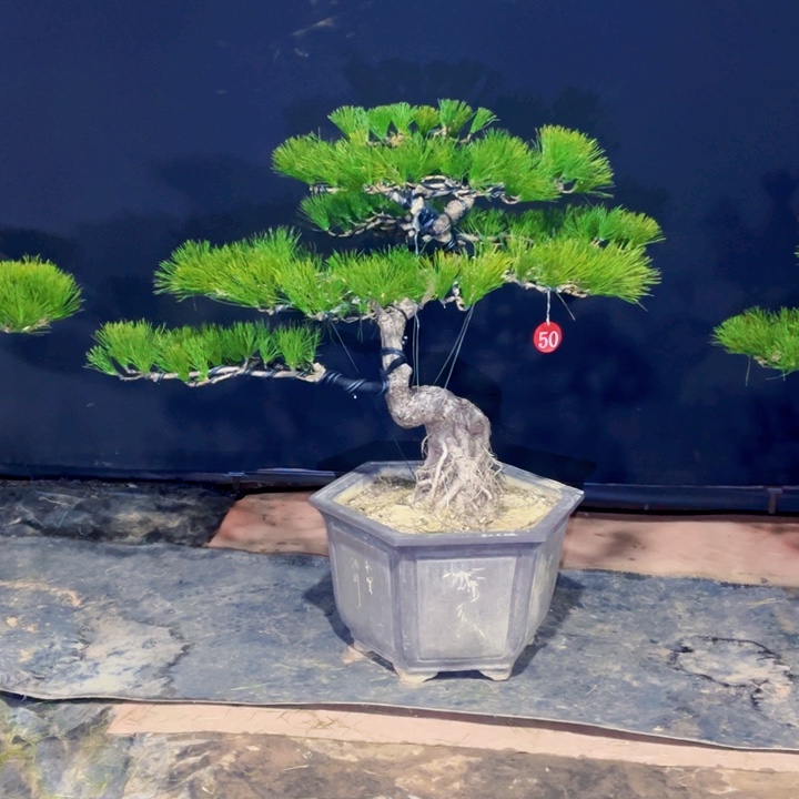 叶***泊完全开放庭院黑松盆景黑松