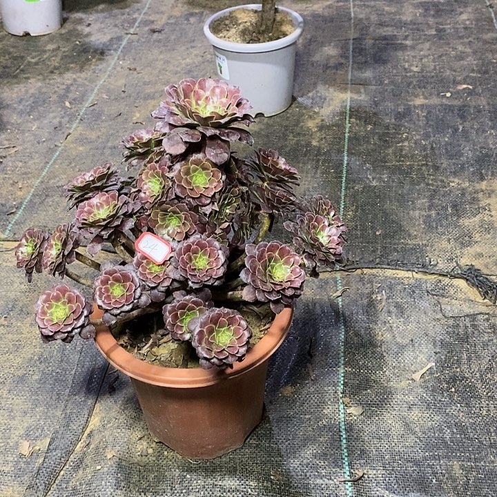 24，红铜壶多肉法师