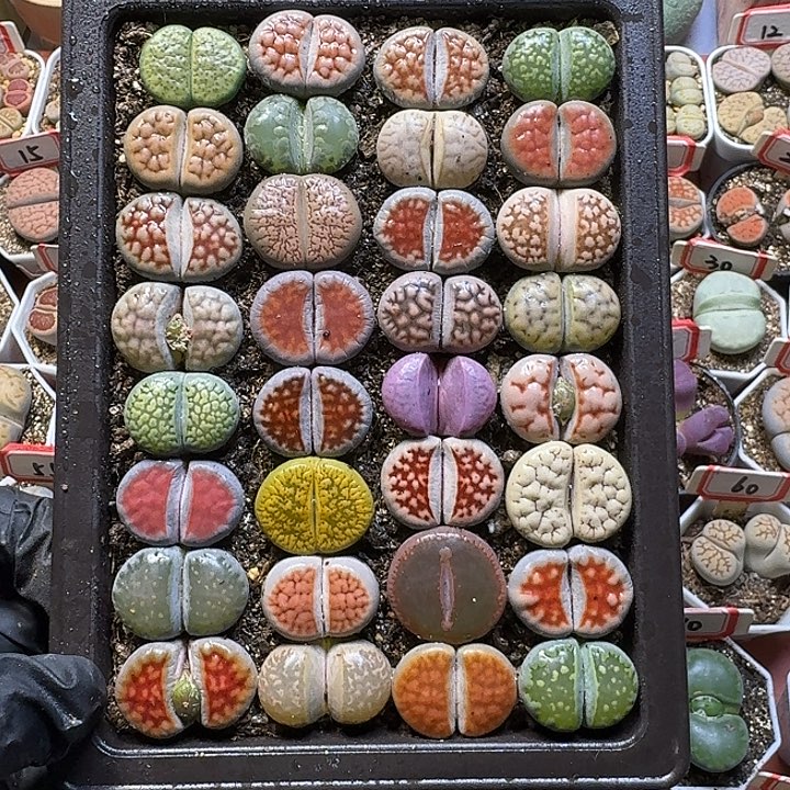 生石花11112。  裸根带盆土。   156