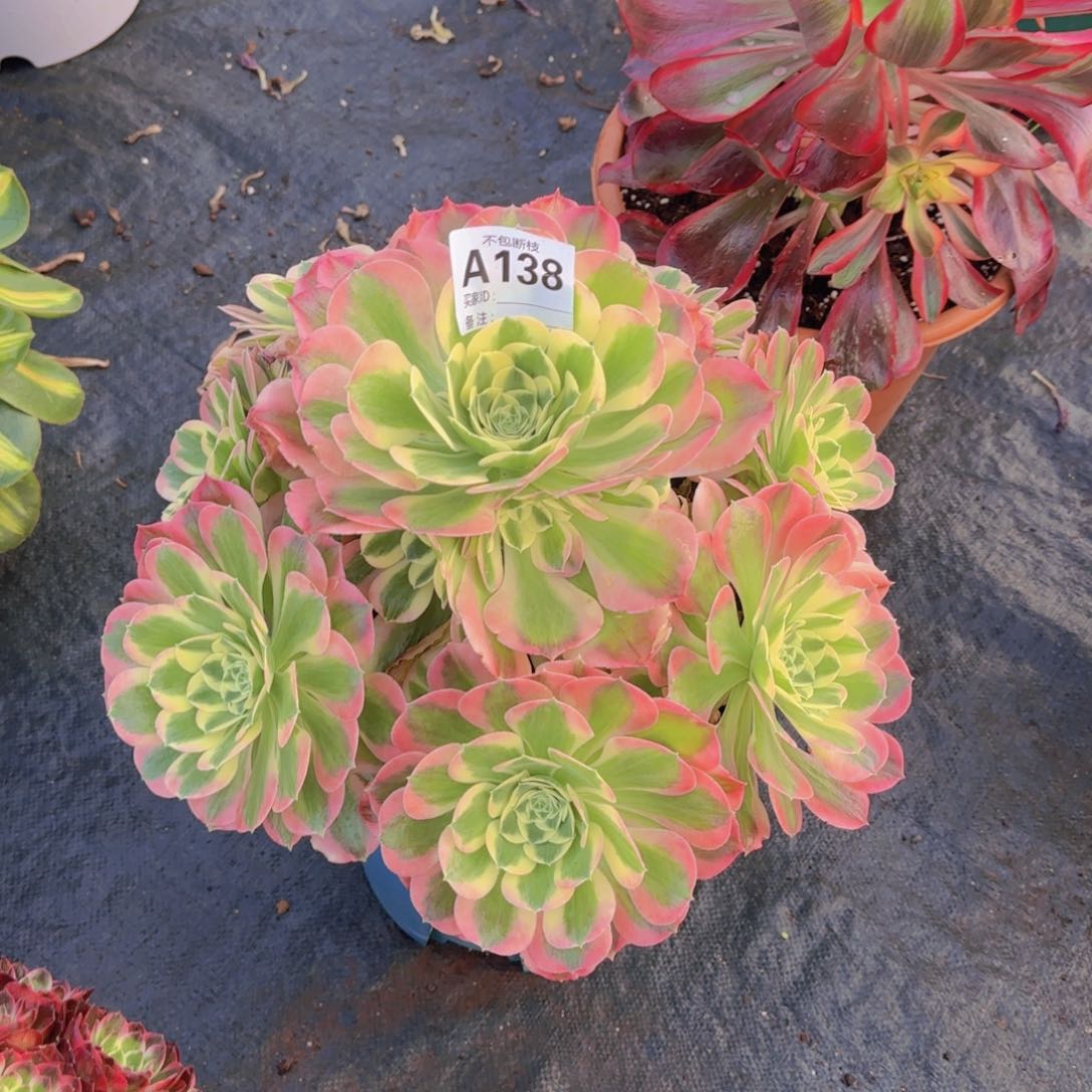 精品多肉植物138