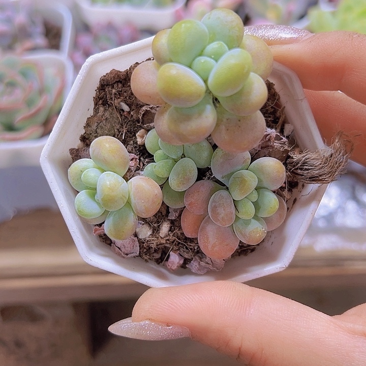 鱼子酱19包邮多肉植物