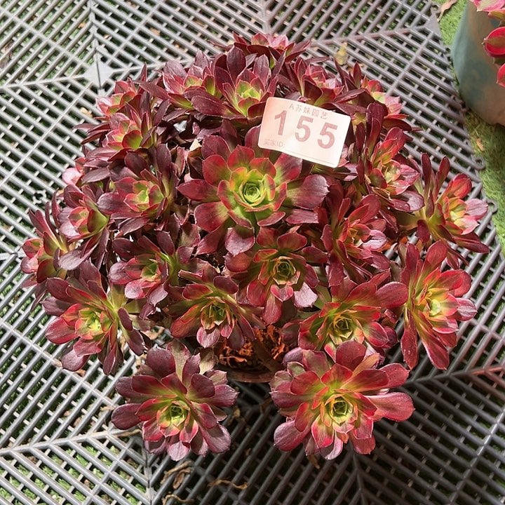 155安娜多肉植物