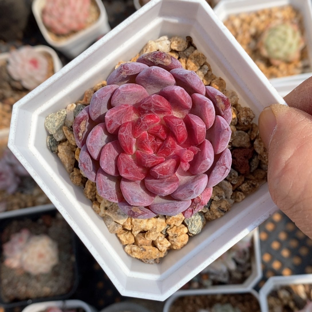 精品多肉一物一拍不包整76