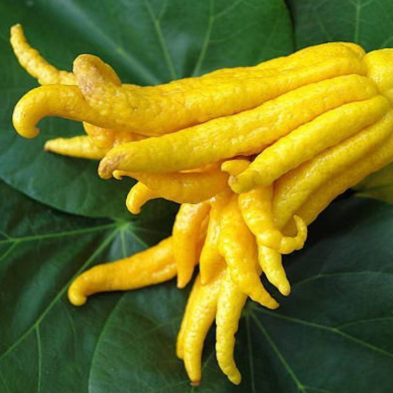 新鲜佛手、赶集人、土特产