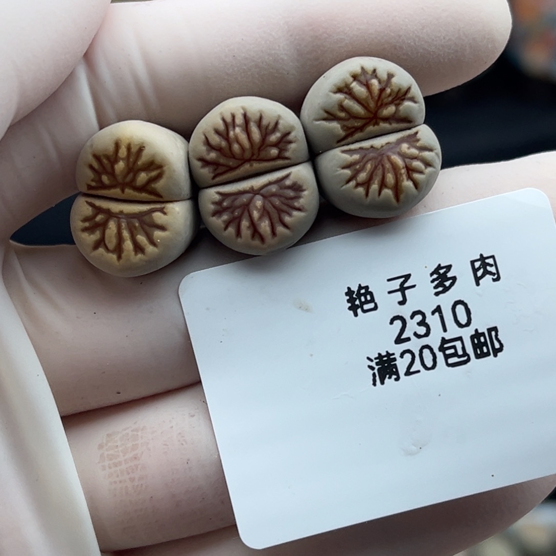 2310号三颗菊化石