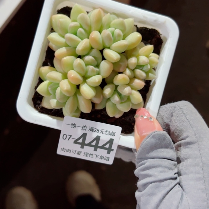 泡泡糖多肉多肉植物多肉植物
