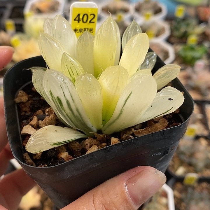 402胭脂玉露锦一物一拍