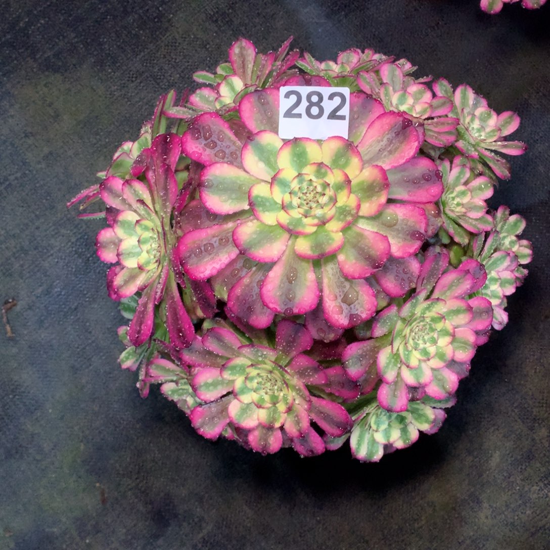 伊***呀维纳斯282法师多肉植物3800000