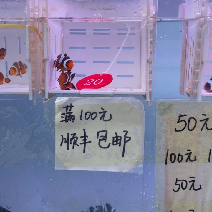 海水鱼微瑕混搭2条4左右