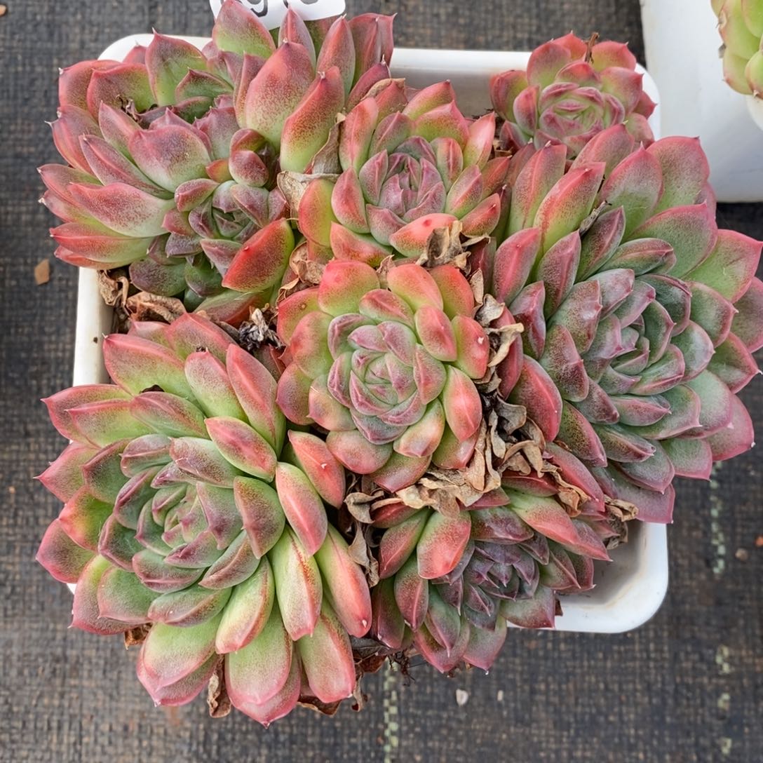 如***令杂交精品多肉6916~14厘米