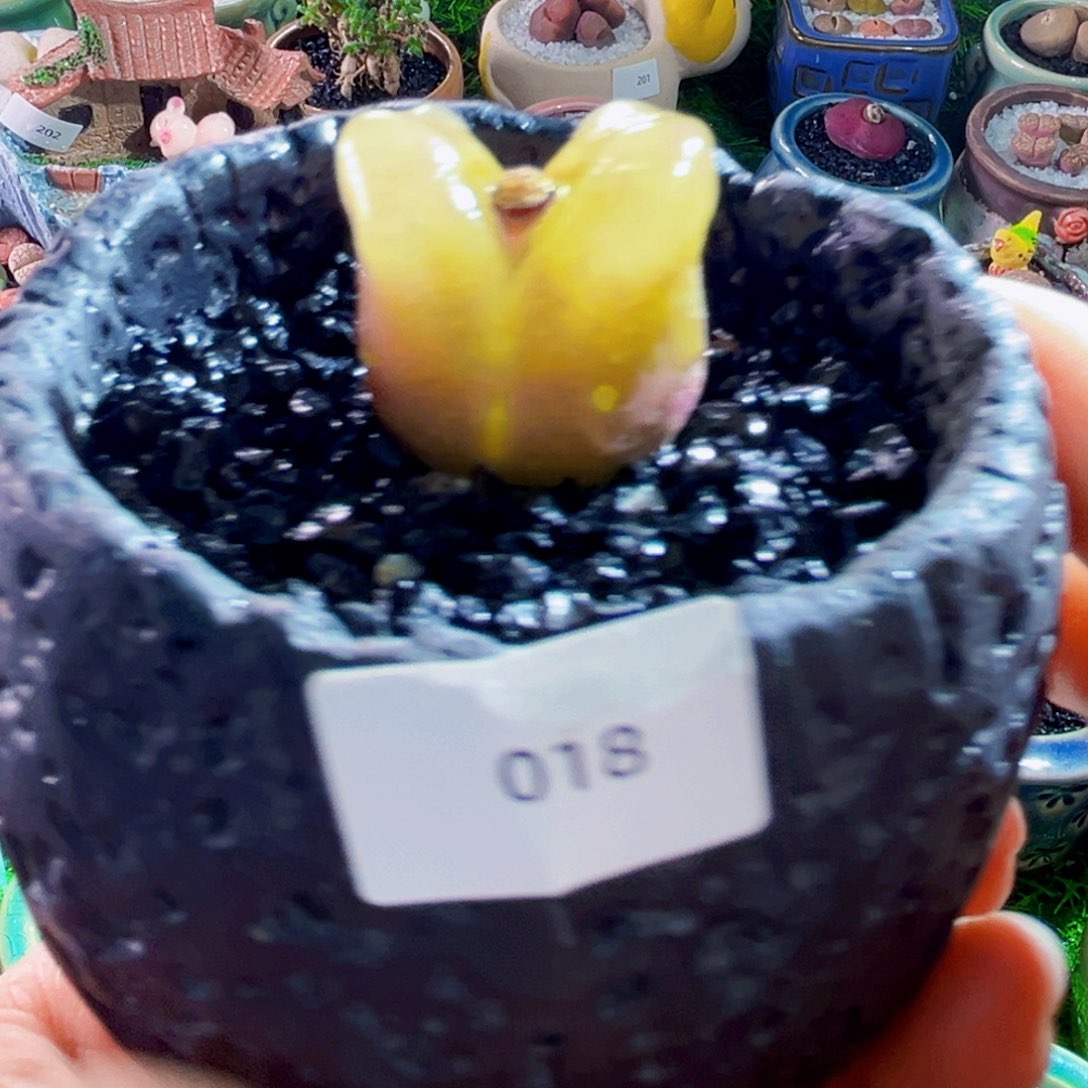 015唐老鸭嘴毛汉尼3.3包邮