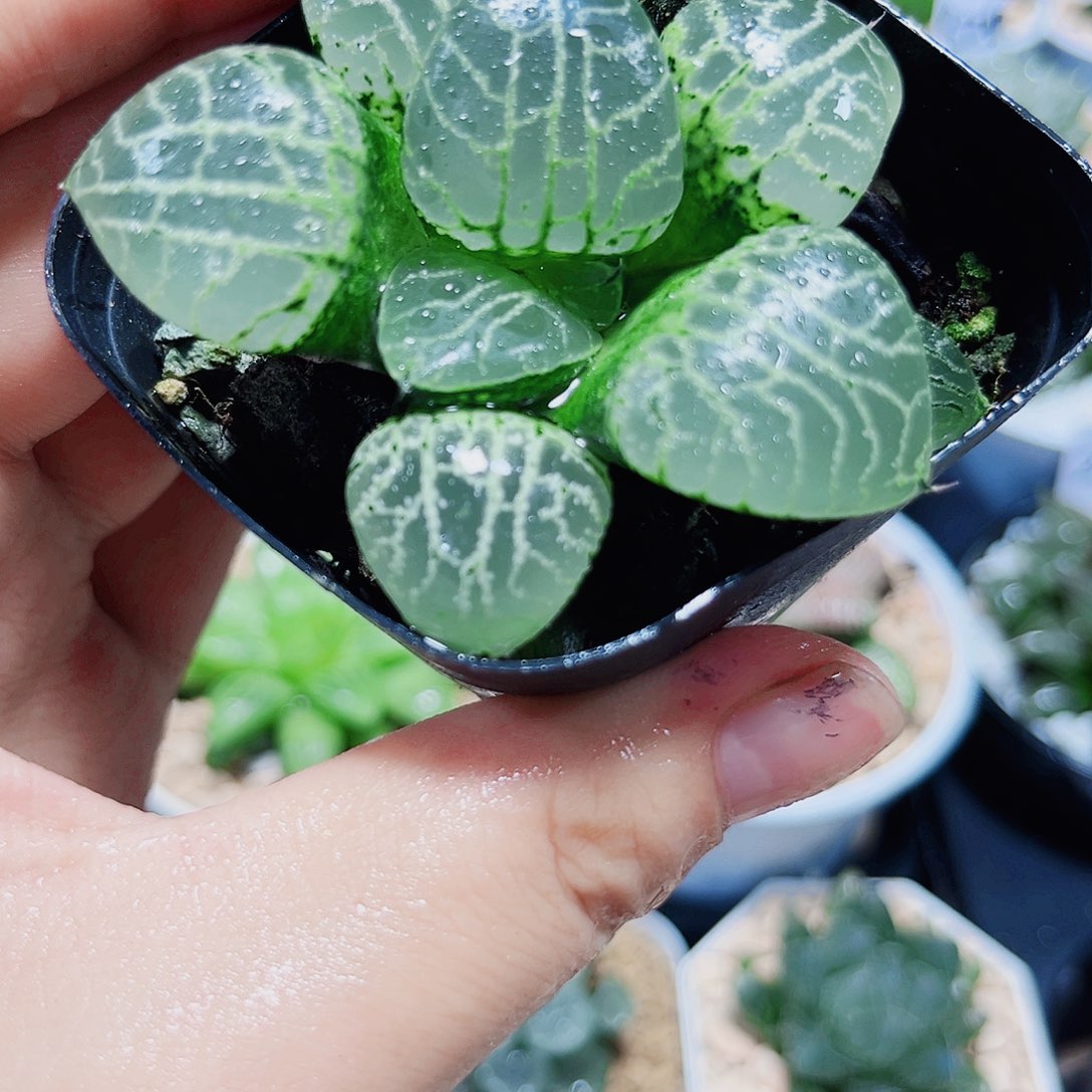水晶康平多肉植物666