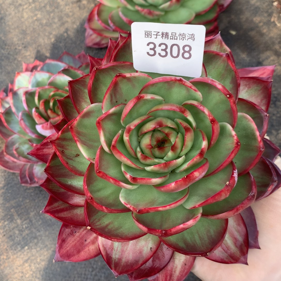 紫***兮3308一物一拍18厘米