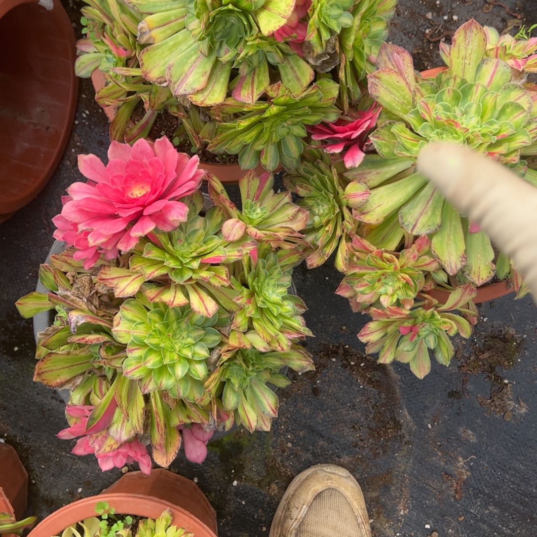 62知否一颗群25duorou多肉