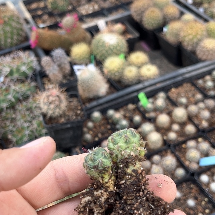 066沟宝山实生仙人球