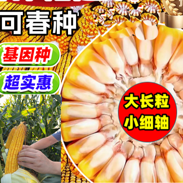 吨胜矮大棒-玉米种子-全