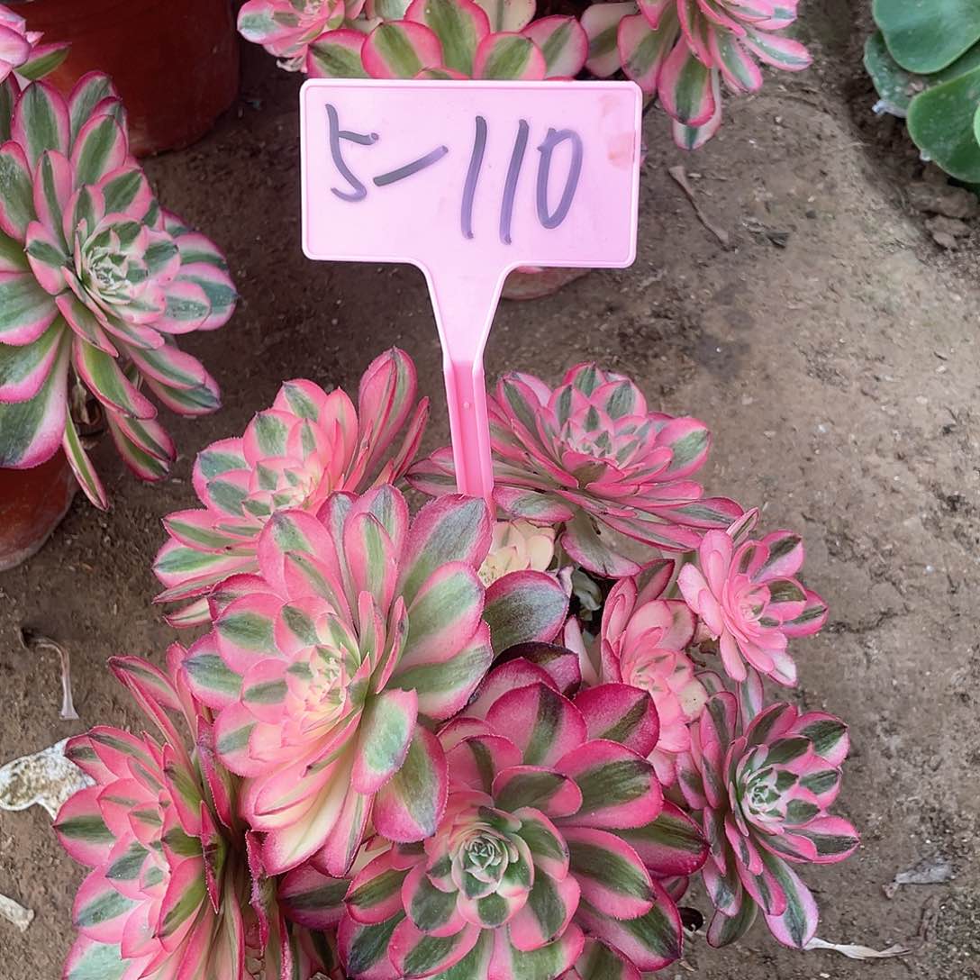 5-110倾城多肉植物