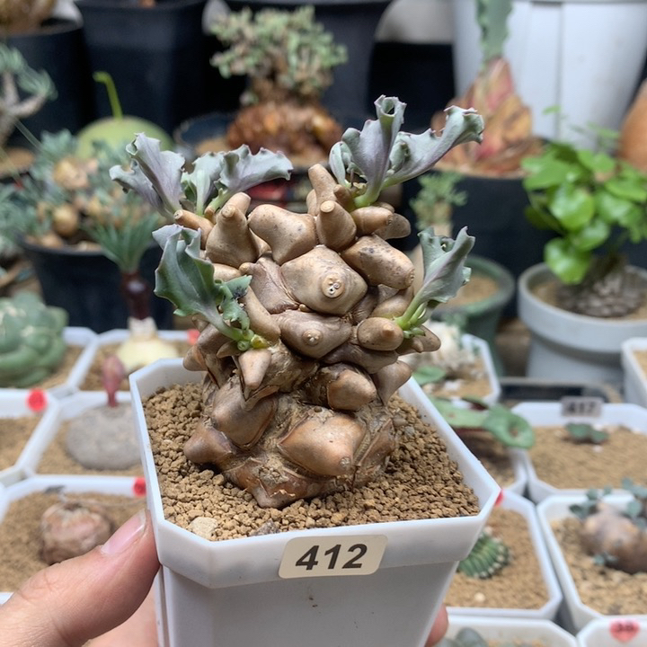 蛮鬼塔厚敦菊带盆142