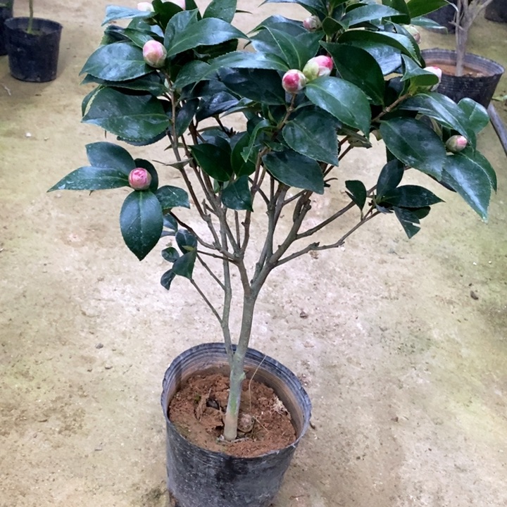 五色赤丹 一物一拍