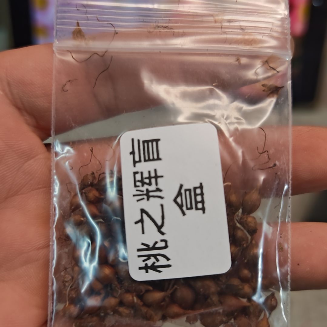 酢浆草早花桃之辉盲盒