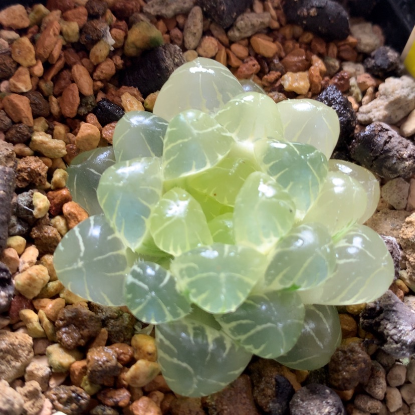 【闪购商品】406实生玉露