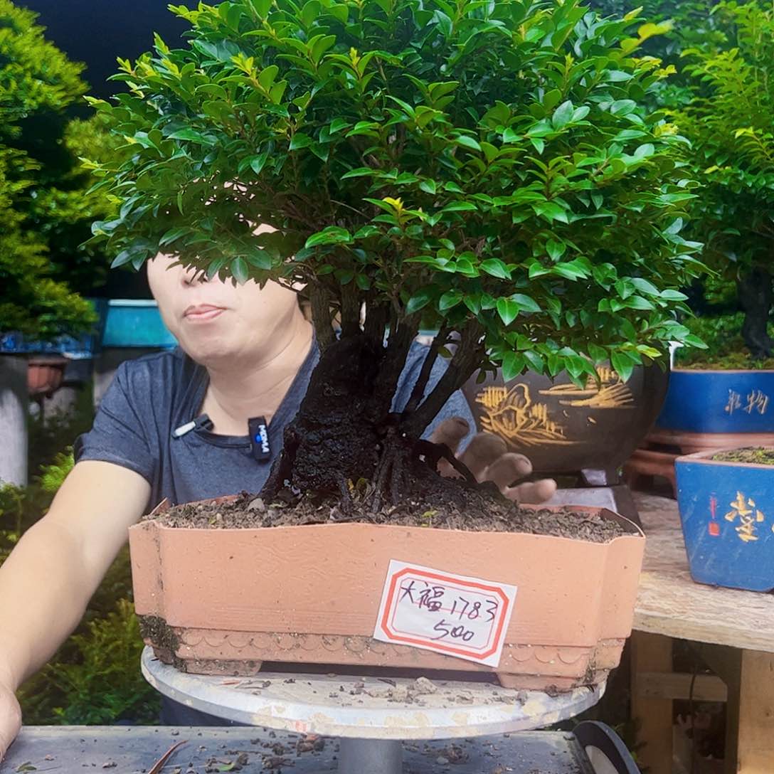 无花朵大****2秀明园艺秀明园艺