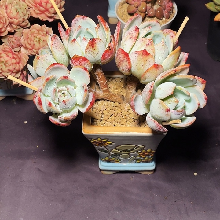 ****ᵔ多肉植物凤城发货