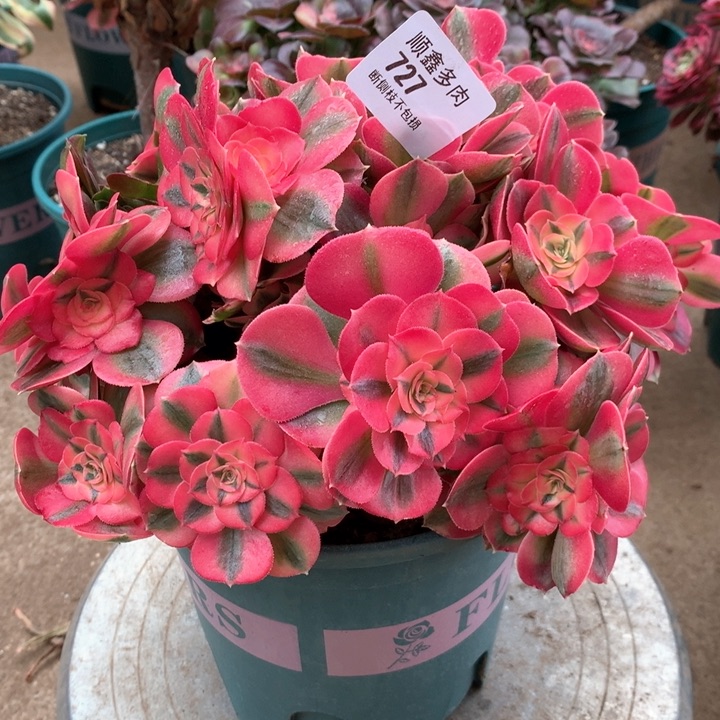 727粉女巫多肉植物