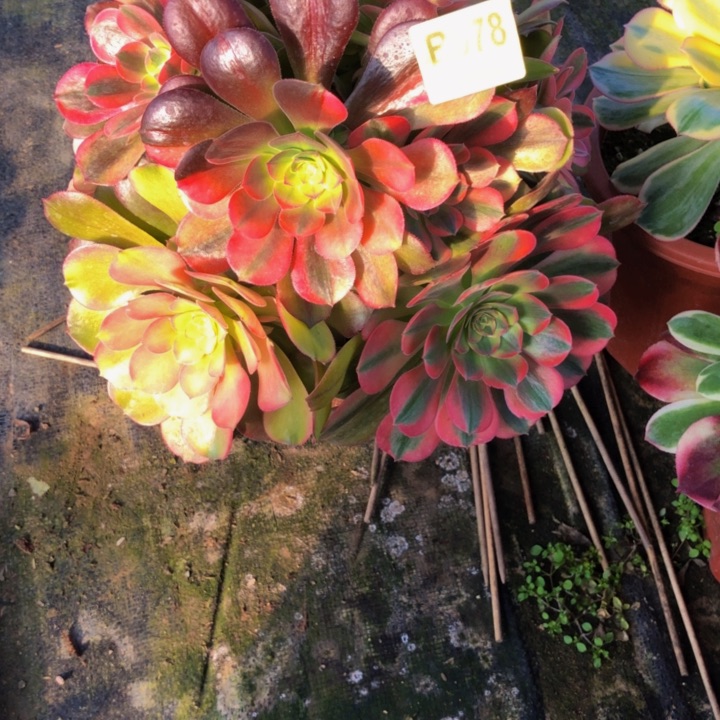 雅典娜多肉9780000000000000