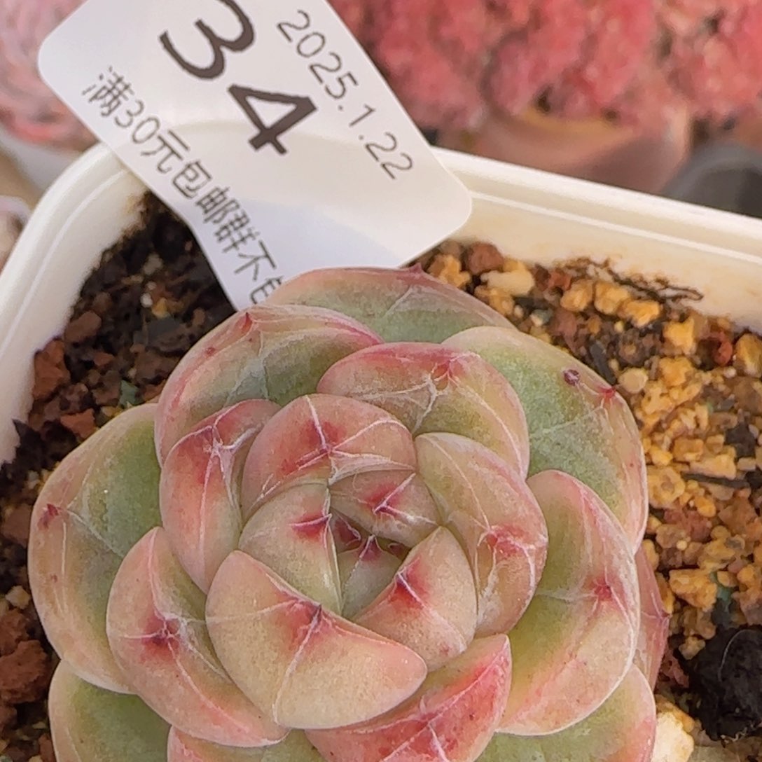 钻石珍妮单头一颗脱土