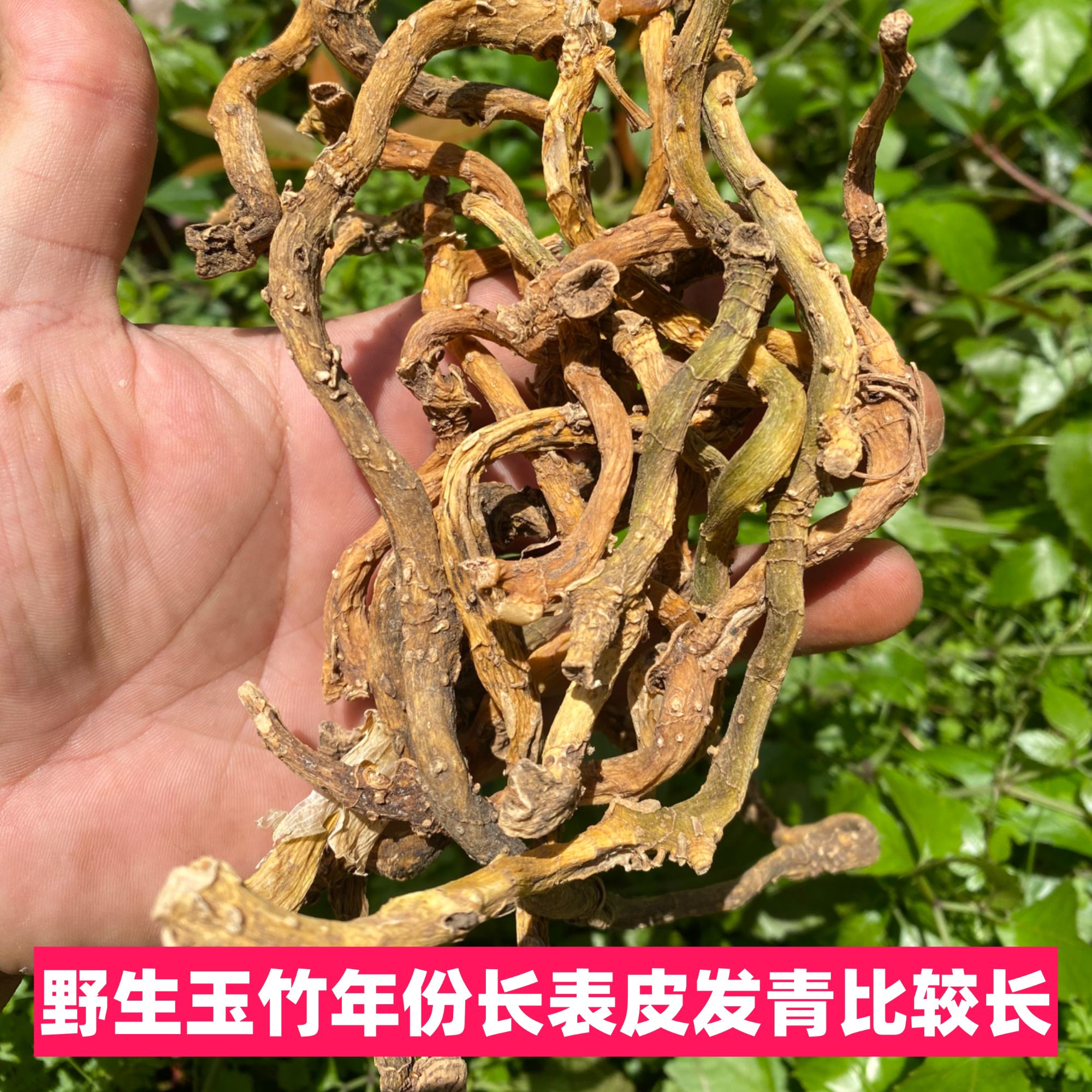 野玉竹野生高年份玉竹玉竹老鸭煲玉竹沙参汤整条发货泡水