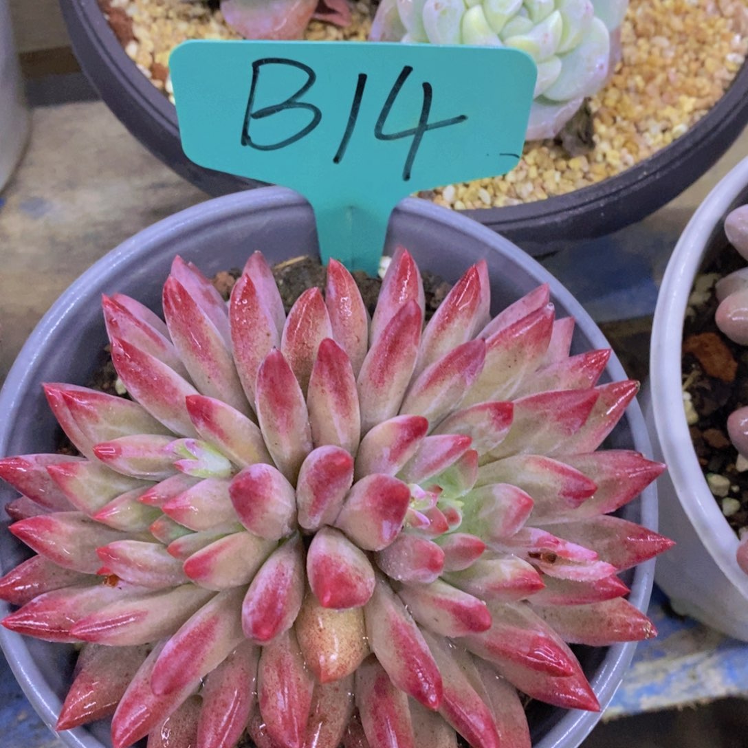 快乐至上，开心无价，一物一拍