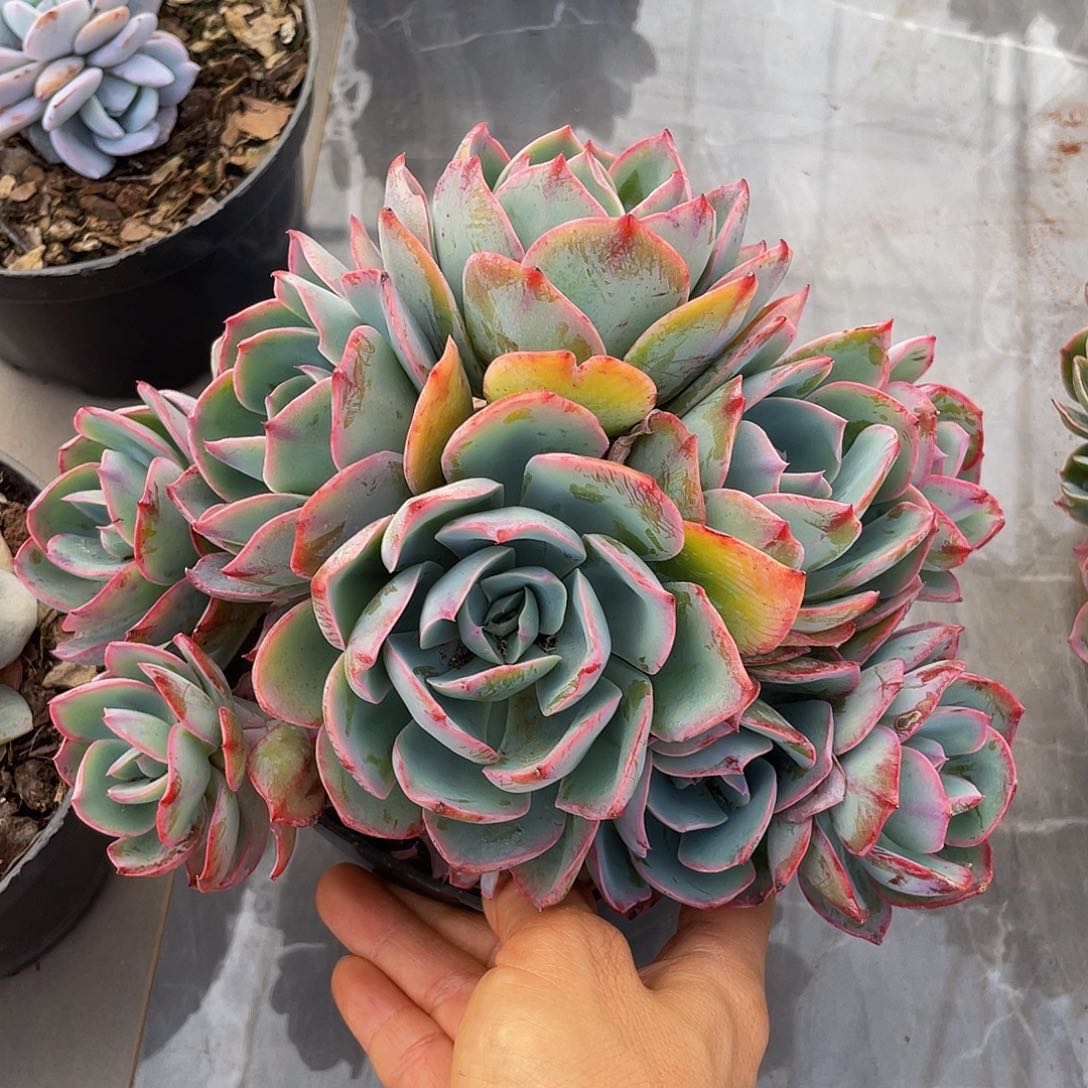 蓝光有砍多肉多肉多肉