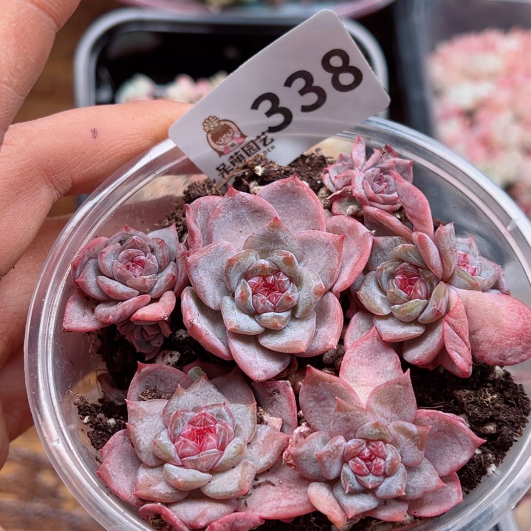 多肉植物多肉植物