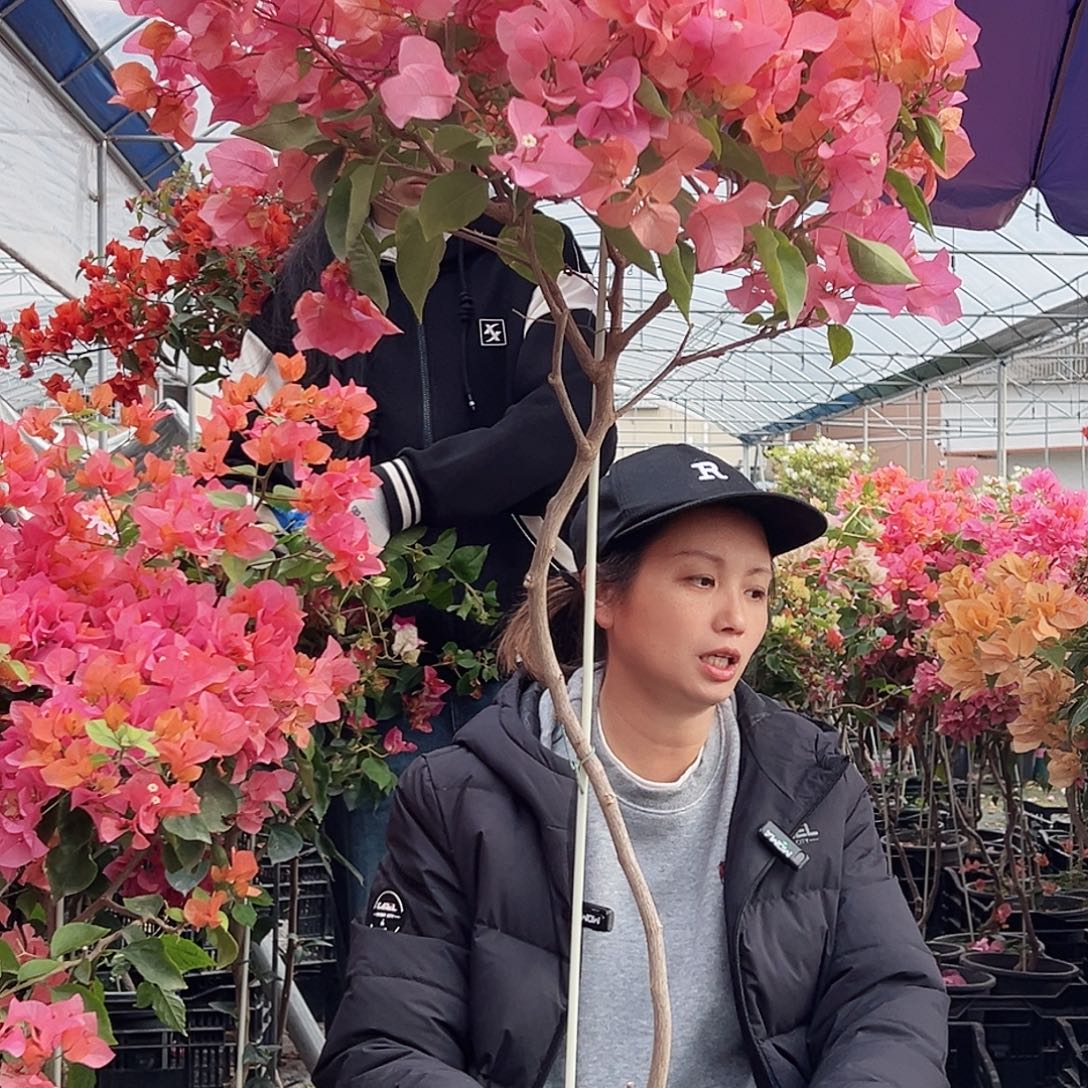@***》大部分花苞少量开放C85波妹
