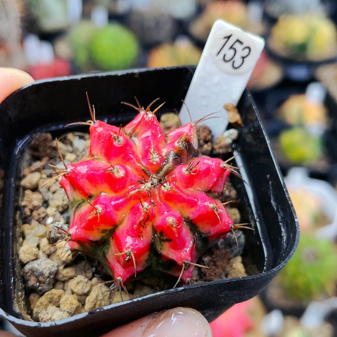 花蝴蝶非偏远地区满25包邮发货仙人球