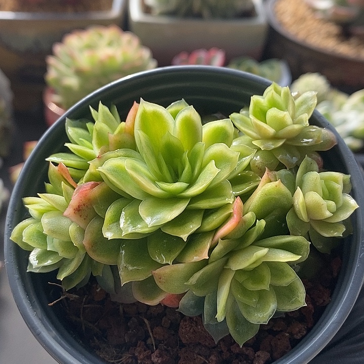 玫瑰女王冰锦多肉植物