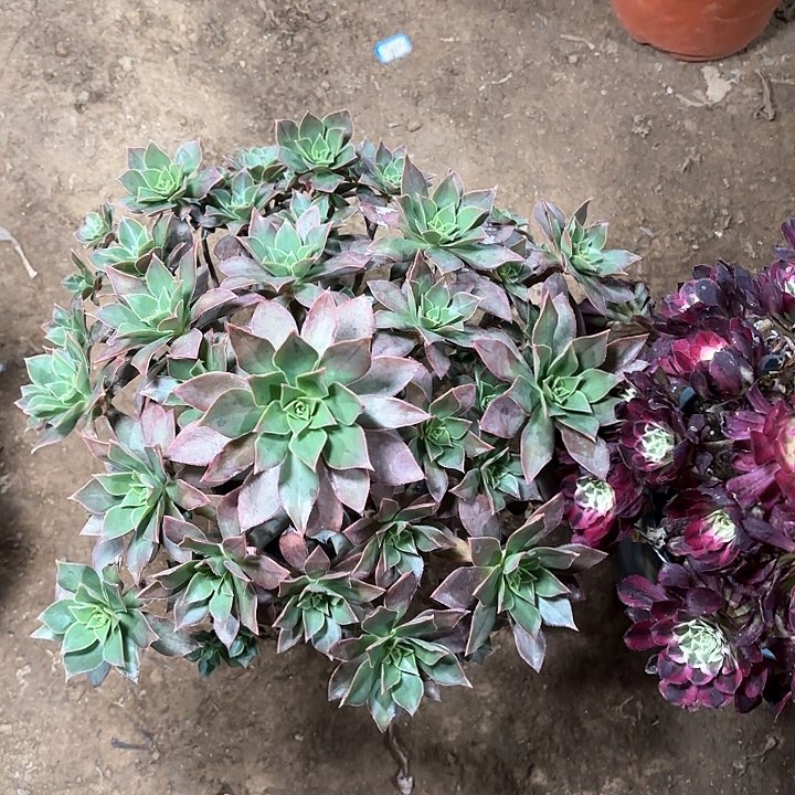 多肉植物法师红叶46