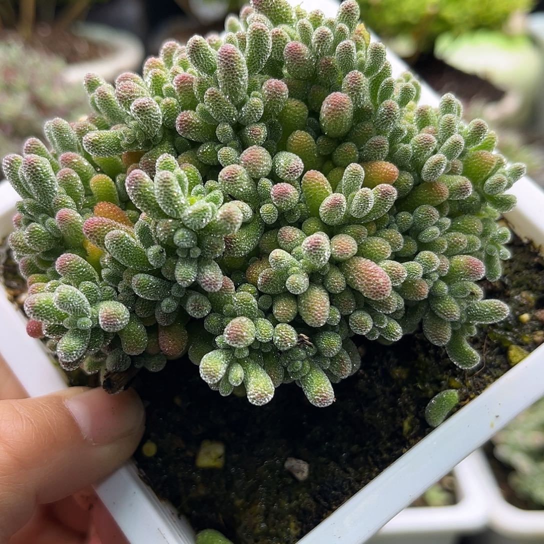 42五彩冰晶优选枝干