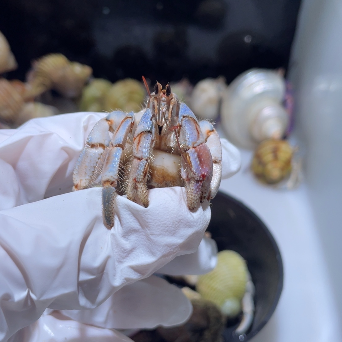 W7 紫陆粉蓝色2.1口少腿福利了