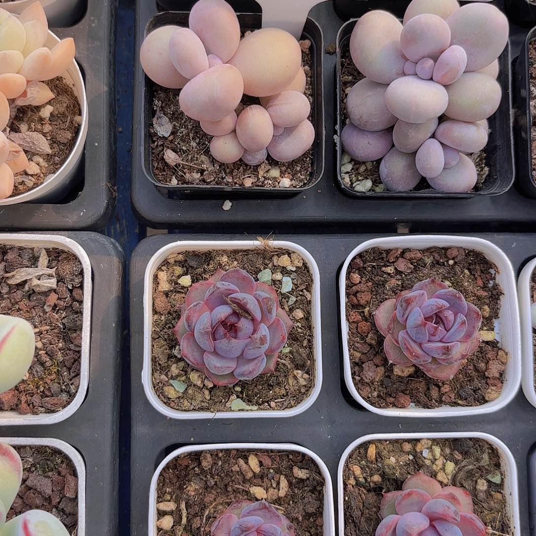 依****2D199水光针一物一拍