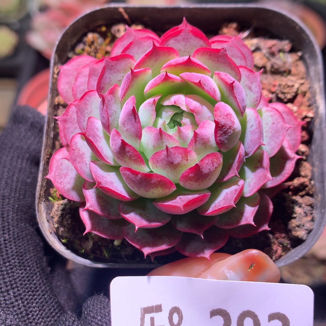 乐然 8-292 夜光环 