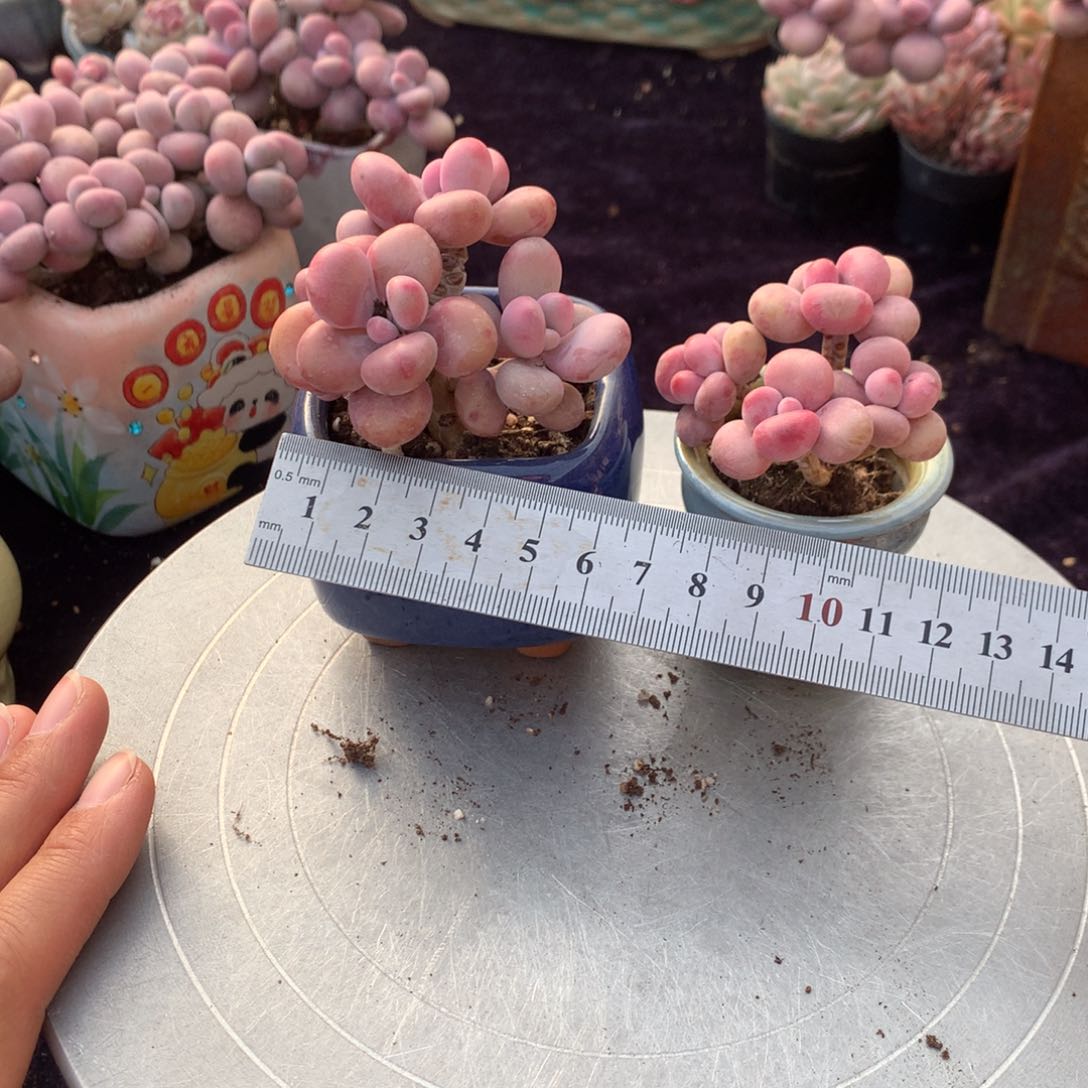 总*60号带盆偏远地区不包邮的2颗