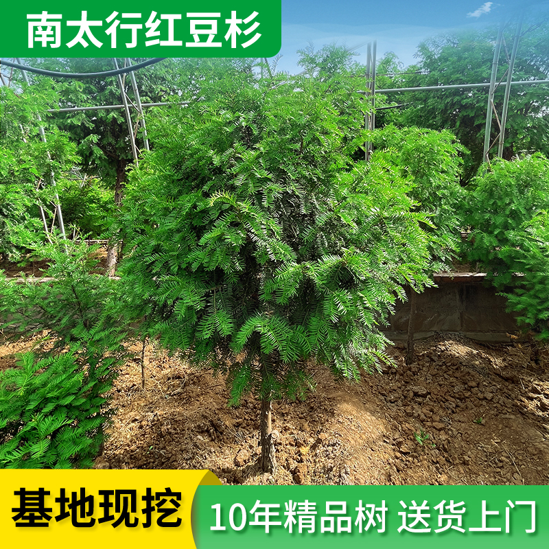 太行红豆杉10年成品树庭院景区绿化植物耐寒红豆杉