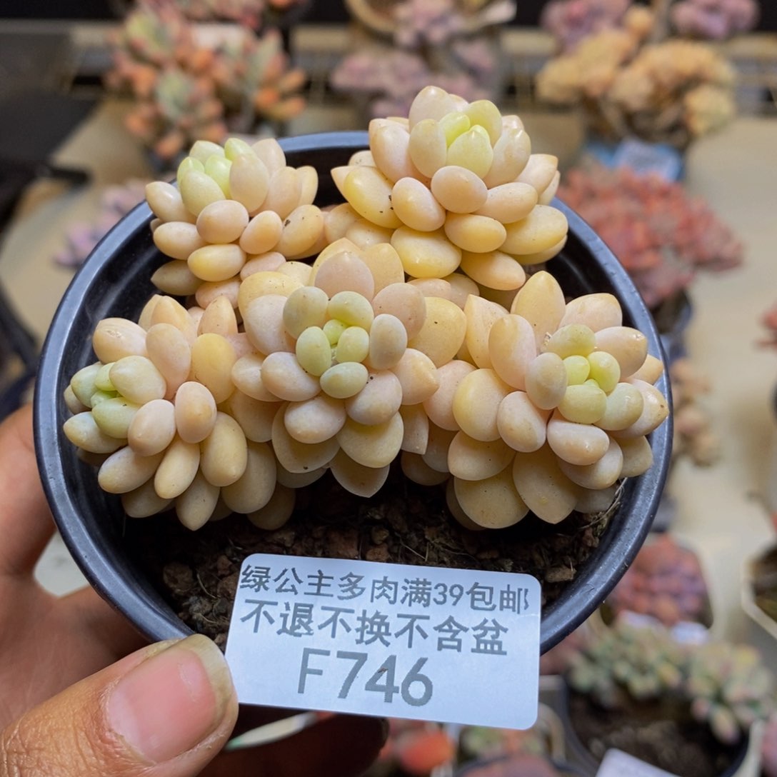 746洛可可多肉轻微掉叶